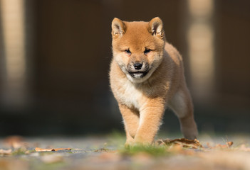 little shiba inu puppy runs