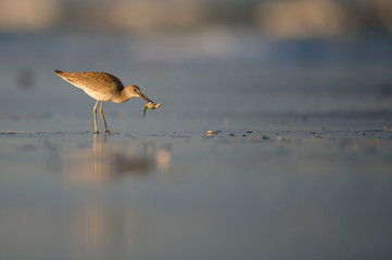 A Willet stands in wet sand along the shoreline in golden morning sunlight with food in its beak.