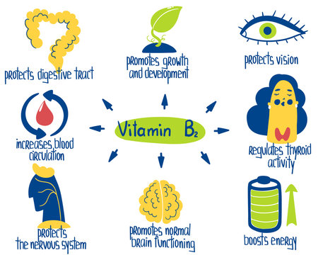 Hand drawn vitamin B2 riboflavin benefits: boosts energy, protects vision, digestive tract, blood circulation. Vector illustration is for pharmalogical or medical poster, brochure, dietary supplement.