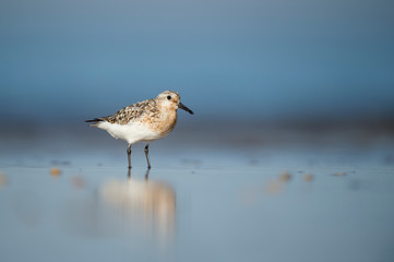 A Sanderling stands on a wet sandy beach in the bright sun with its reflection and a smooth...