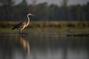 A Great Blue Heron wades in shallow water in the early morning sunlight with its reflection in the calm water.