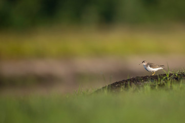 A Spotted Sandpiper stands on a mound in the bright sunlight with a smooth foreground and background.