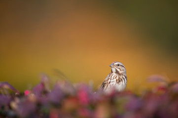 A Song Sparrow perched in a red colored bush in soft light with an orange and green smooth background.