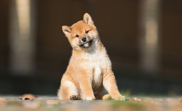 little shiba inu puppy runs