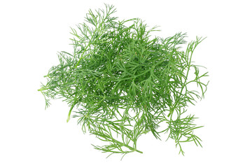 fresh dill isolated on a white background
