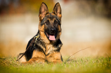 German shepherd puppy lies looking