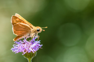skipper on purple flower