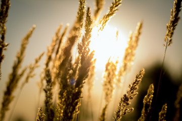 Fototapeta premium field of wheat