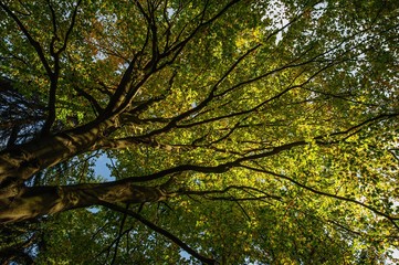 View into beautiful green trees