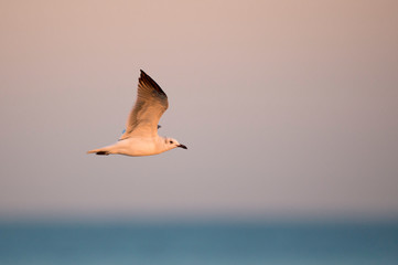 A Laughing Gull flies over the water in the pink morning sunlight with a smooth pink sky and blue water background.