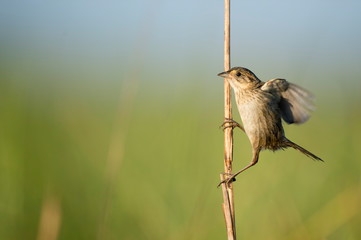 A Seaside Sparrow perched in the marsh grasses in the early morning sunlight with a smooth green...