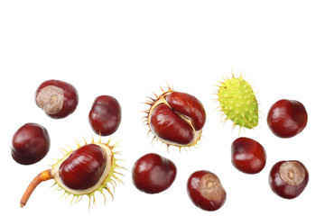 chestnuts isolated on white background. top view