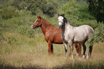 Fototapeta premium Colts