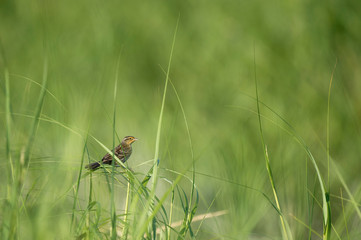 A female Red-winged Blackbird perched in the bright green marsh grasses