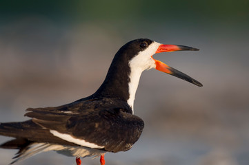 A Black Skimmer close-up portrait calls out in the soft golden sunlight.