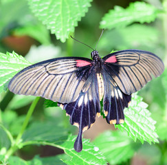 swallowtail butterfly