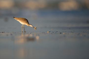 A Willet stands in wet sand along the shoreline in golden morning sunlight with food in its beak.