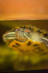 closeup of turtle