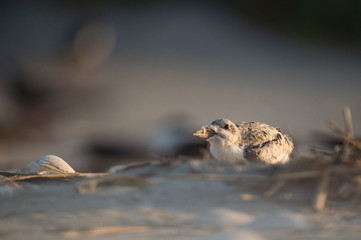A Black Skimmer chick on the sandy beach in the early morning sunlight.