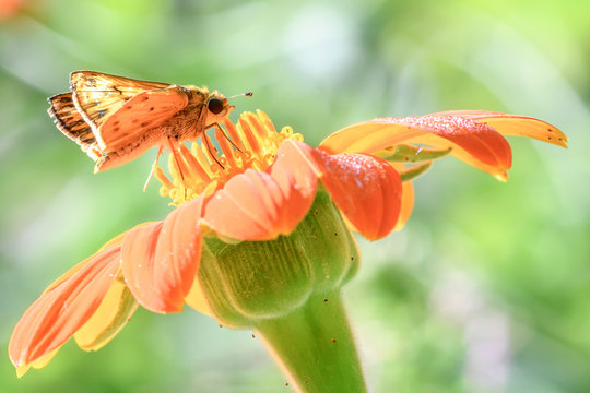 skipper on orange flower - Powered by Adobe