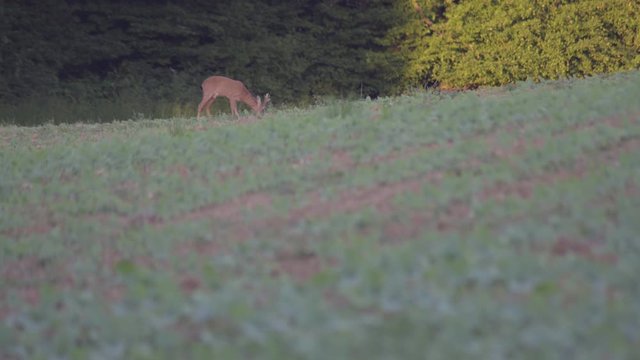 Chevreuil dans un champs pr&egrave;s de la for&ecirc;t.