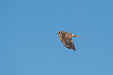 An American Kestrel flies on a sunny day with a bright blue sky background.
