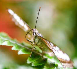 white peacock butterfly