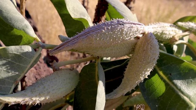 Multiple elongated white spiky seed pods milkweed plant, Handheld closeup
