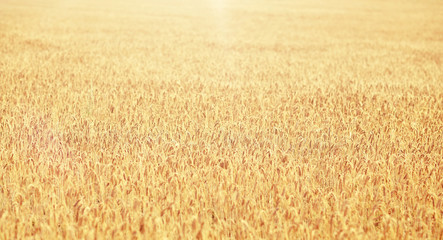nature, summer, harvest and agriculture concept - close up of cereal field with spikelets of ripe rye or wheat