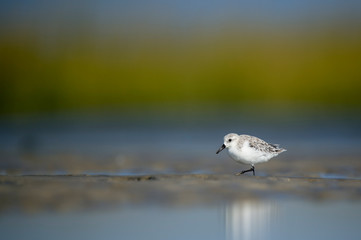 A Sanderling searches the shallow water and wet sand for food in a tidal marsh with a smooth green and blue background in the bright sunlight.