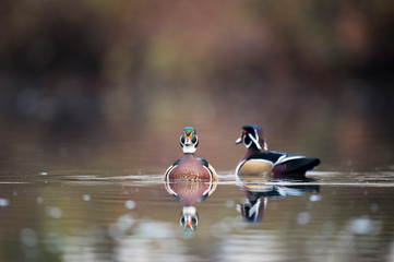 A pair of male Wood Ducks float on a pond in soft overcast light with a clear reflection in the...