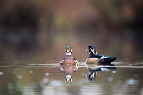 A pair of male Wood Ducks float on a pond in soft overcast light with a clear reflection in the calm water.