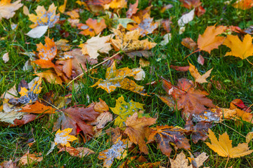 Golden and red autumn foliage covers ground. Colorful backround image of fallen autumn leaves. Nature abstract view of vibrant leaves.