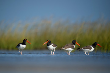 A small group of American Oystercatchers stand in the shallow water in the marsh with bright green grass in the background.