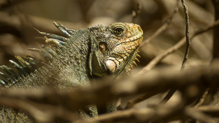 Wild iguana on Guadeloupe