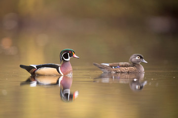 Male and female Wood Ducks swim on a calm pond in autumn with the colorful trees reflected in the calm clear water in soft overcast light.