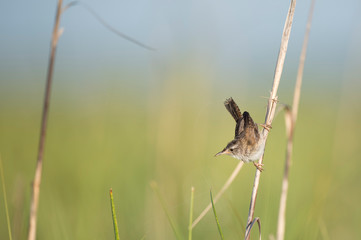 A tiny and cute Marsh Wren perched in the marsh grasses in the early morning sunlight with a smooth background.