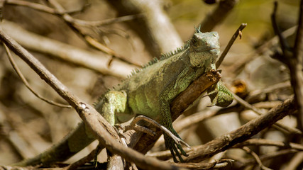 Wild iguana on Guadeloupe