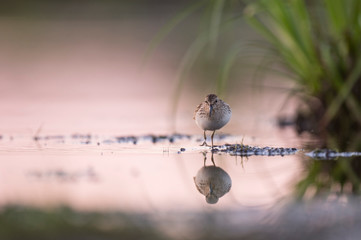 A Least Sandpiper stands in shallow water with its reflection with a pink sky reflected in the calm...