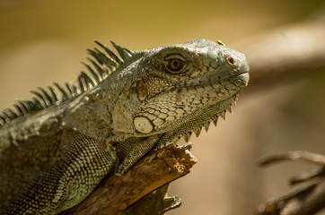 Wild iguana on Guadeloupe