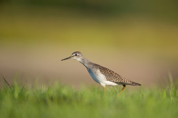 A Lesser Yellowlegs walks in short bright green grass in the early morning sunlight.