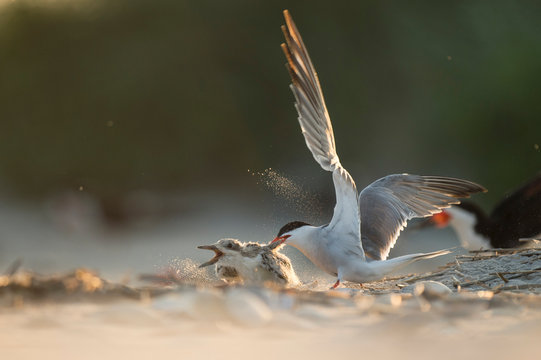An adult Common Tern attacks a Black Skimmer chick as it tries to run away on a sandy beach in the glowing sun.