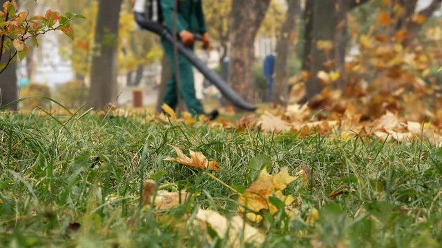 Male worker blowing the autumn leaves with a leaf blower. Fallen leaves cleaning. Middle plan 4k