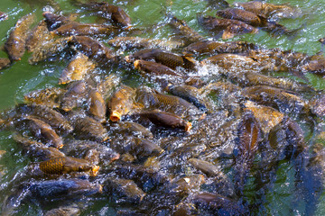 huge hungry carp fish in the pond carps fighting for food