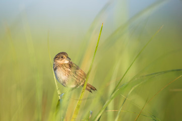 A Seaside Sparrow perched in the marsh grasses in the early morning sunlight with a smooth green and blue background.