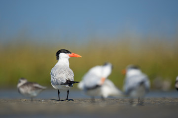 A large Caspian Tern stands in a flock of other birds in the marsh with a smooth green and blue background.