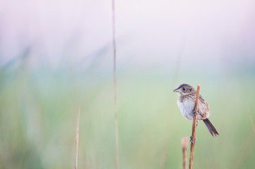 A Seaside Sparrow perched in the marsh grass in the early morning sunlight.