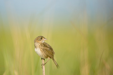 A Juvenile Seaside Sparrow perched in the marsh in the bright sun with a smooth blue and green background.