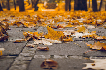 Fallen leaves in autumn park closeup, on the path. Vibrant orange color background