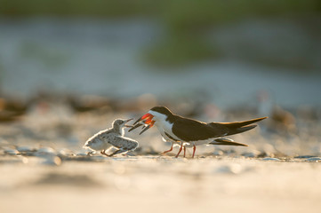 A Black Skimmer feeds its young chick a small fish while standing on a sandy beach glowing in the morning sunlight.